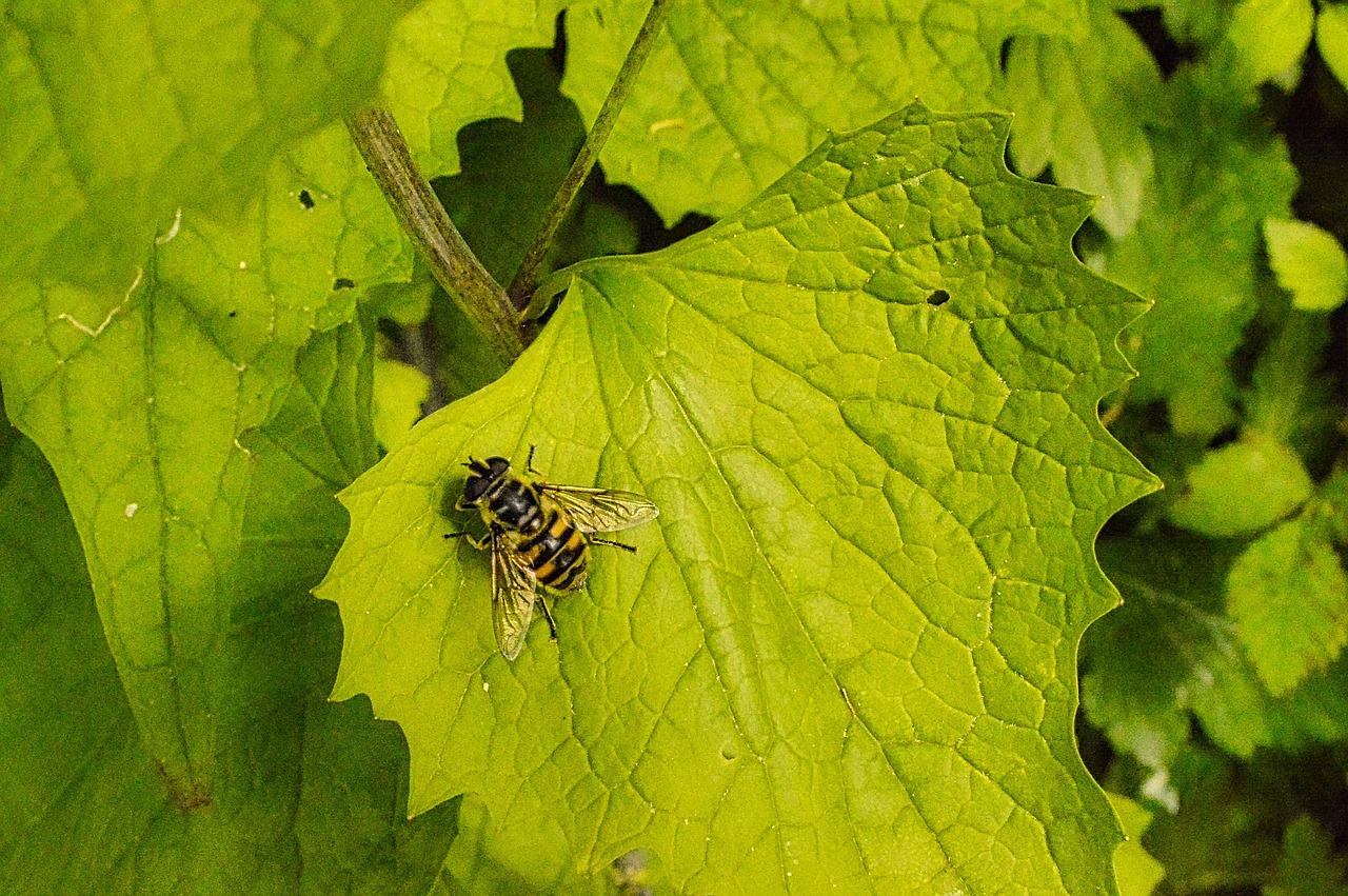 The Role of Bees in Urban Sustainability